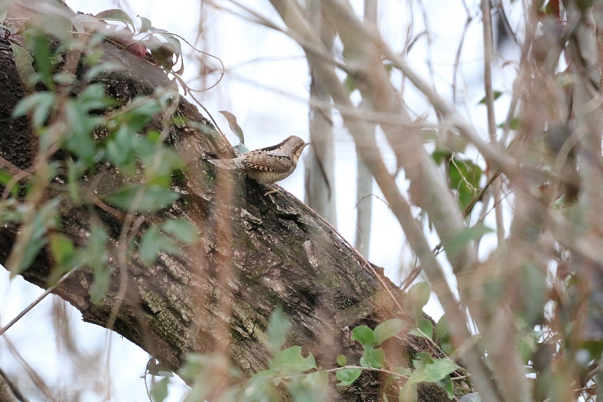 Eurasian Wryneck - ML615286661