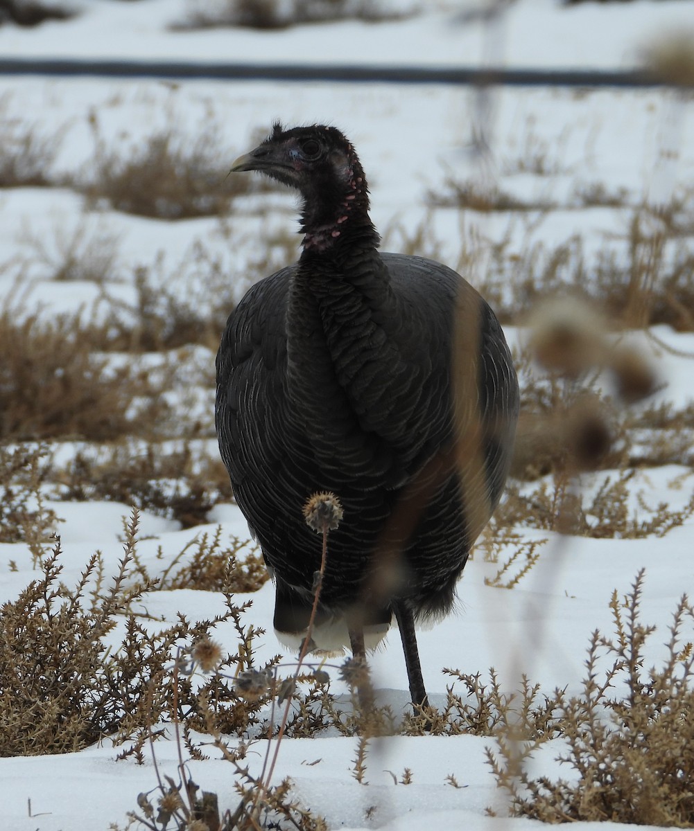 Guajolote Gallipavo - ML615286665