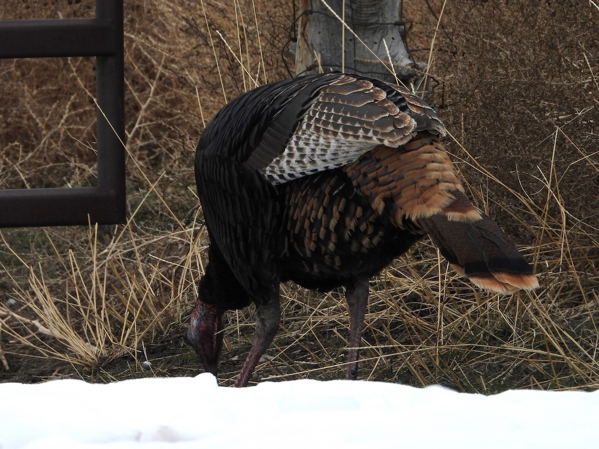 Wild Turkey - David Wheeler