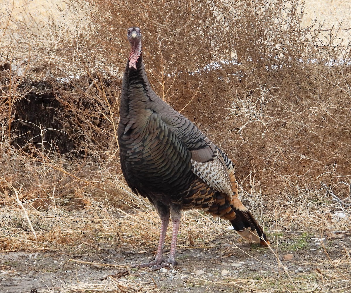 Wild Turkey - ML615286693