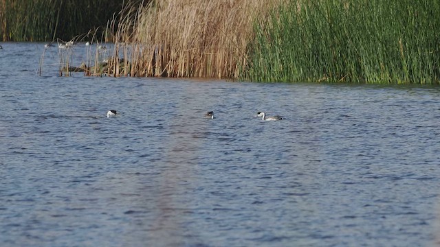 Western Grebe - ML615286708