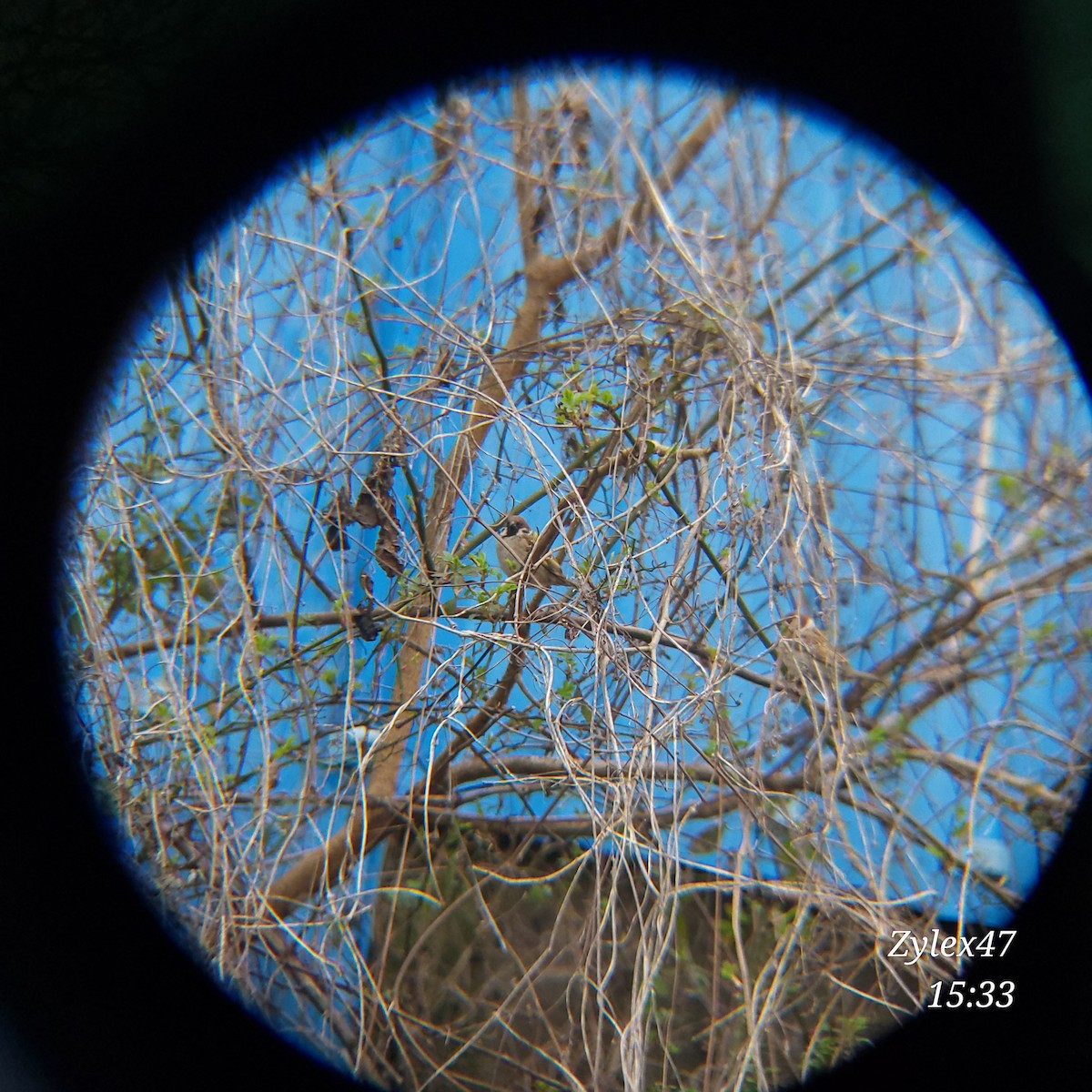 Eurasian Tree Sparrow - Dusky Thrush (Zylex47)