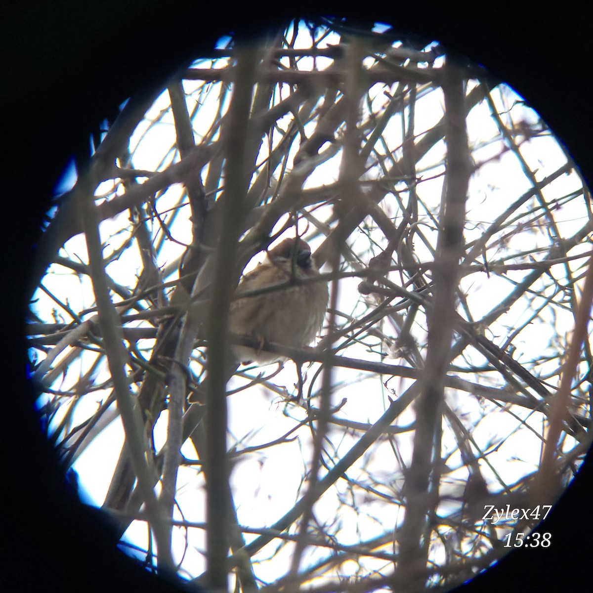 Eurasian Tree Sparrow - Dusky Thrush