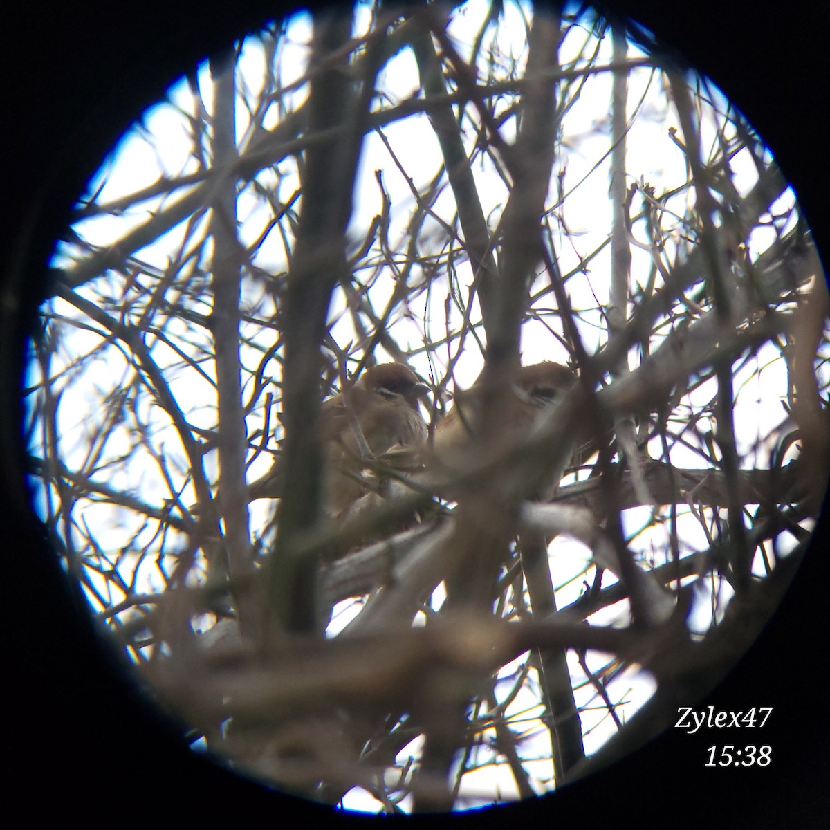 Eurasian Tree Sparrow - Dusky Thrush