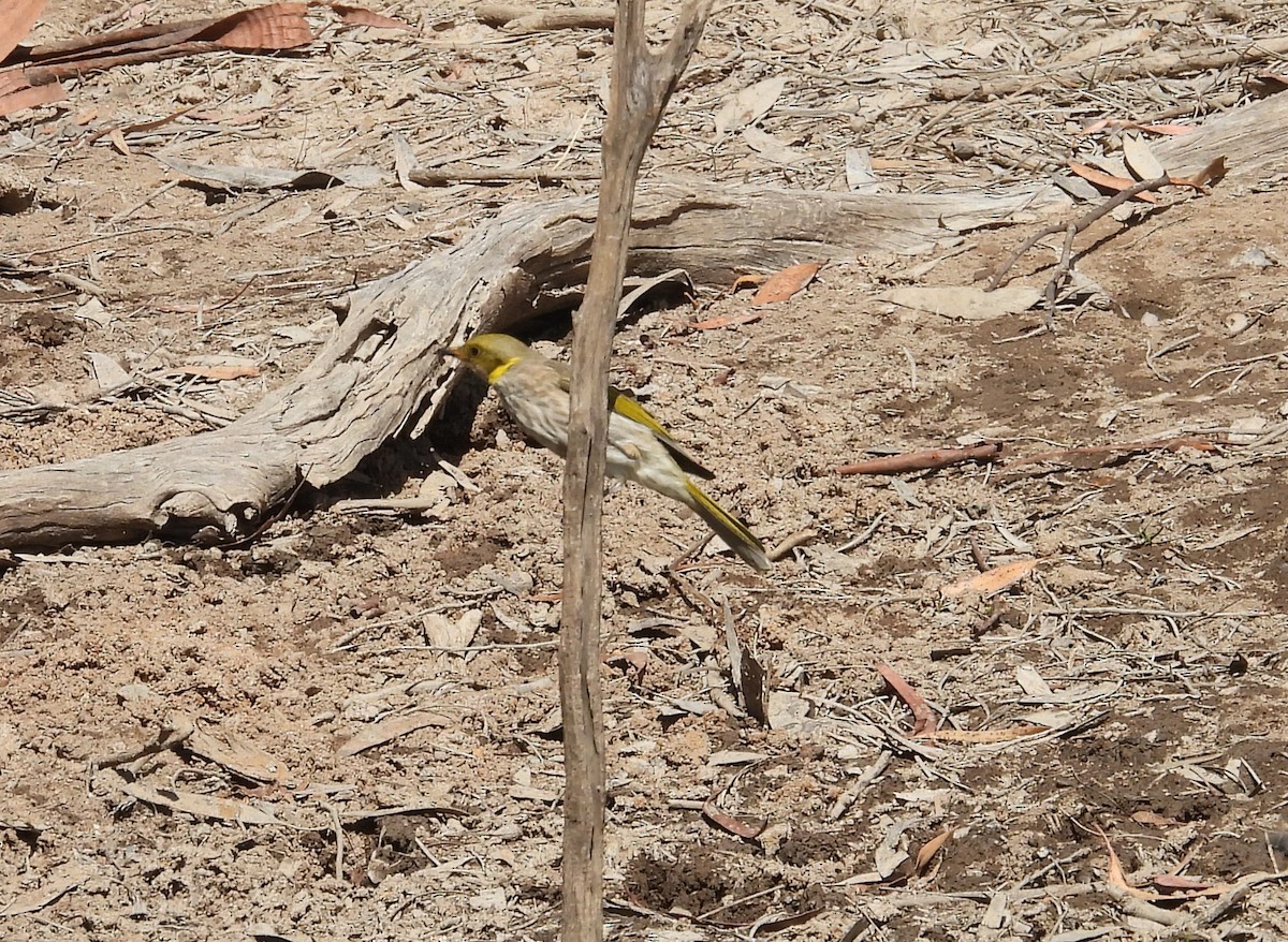 Yellow-plumed Honeyeater - ML615286794