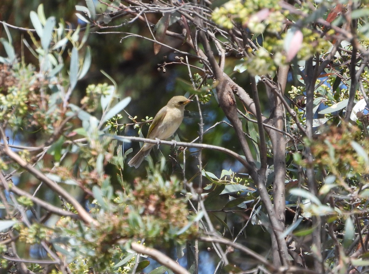 Fuscous Honeyeater - ML615286797