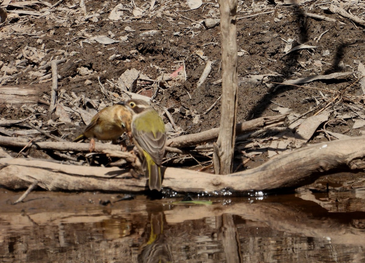 Brown-headed Honeyeater - ML615286801