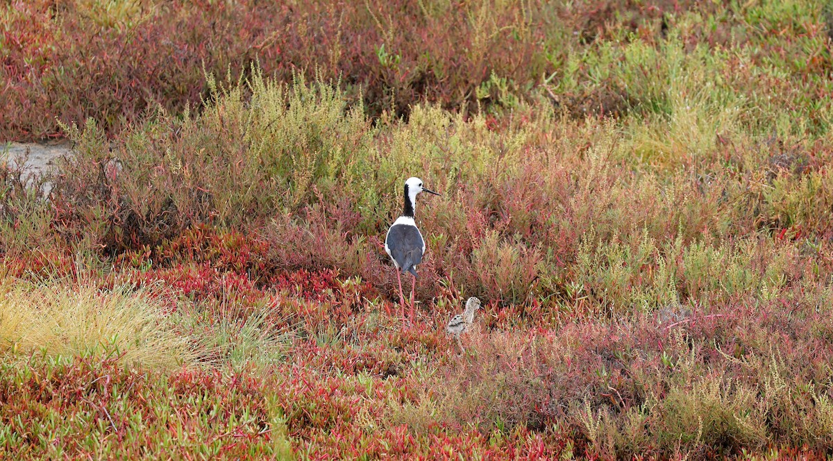 Pied Stilt - ML615286856