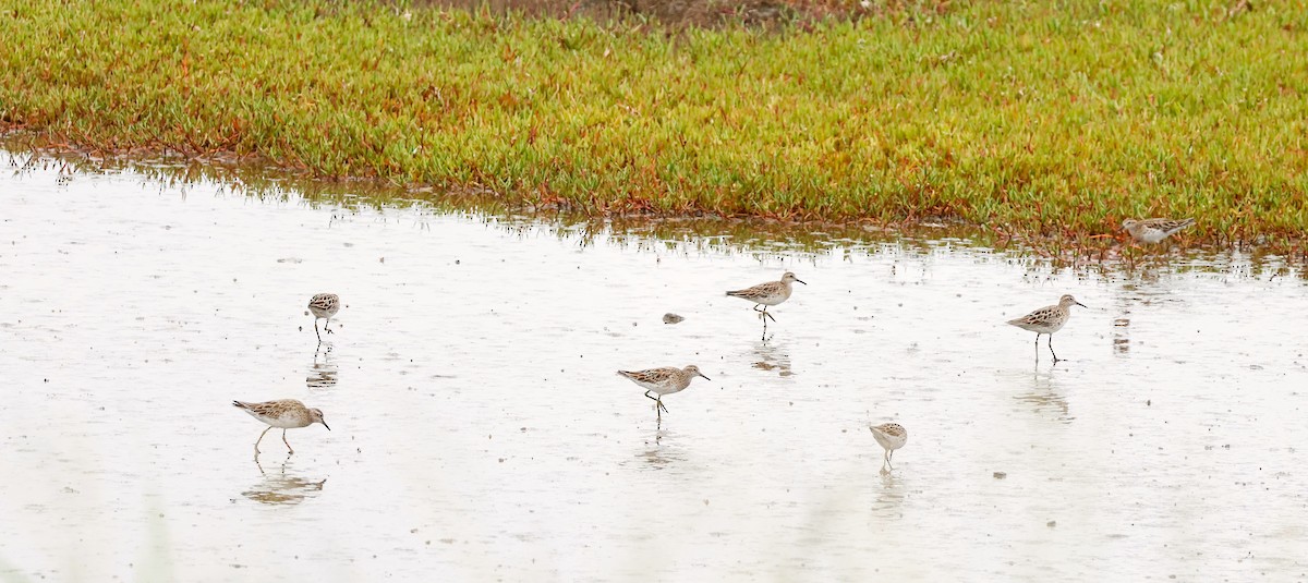 Sharp-tailed Sandpiper - ML615286872