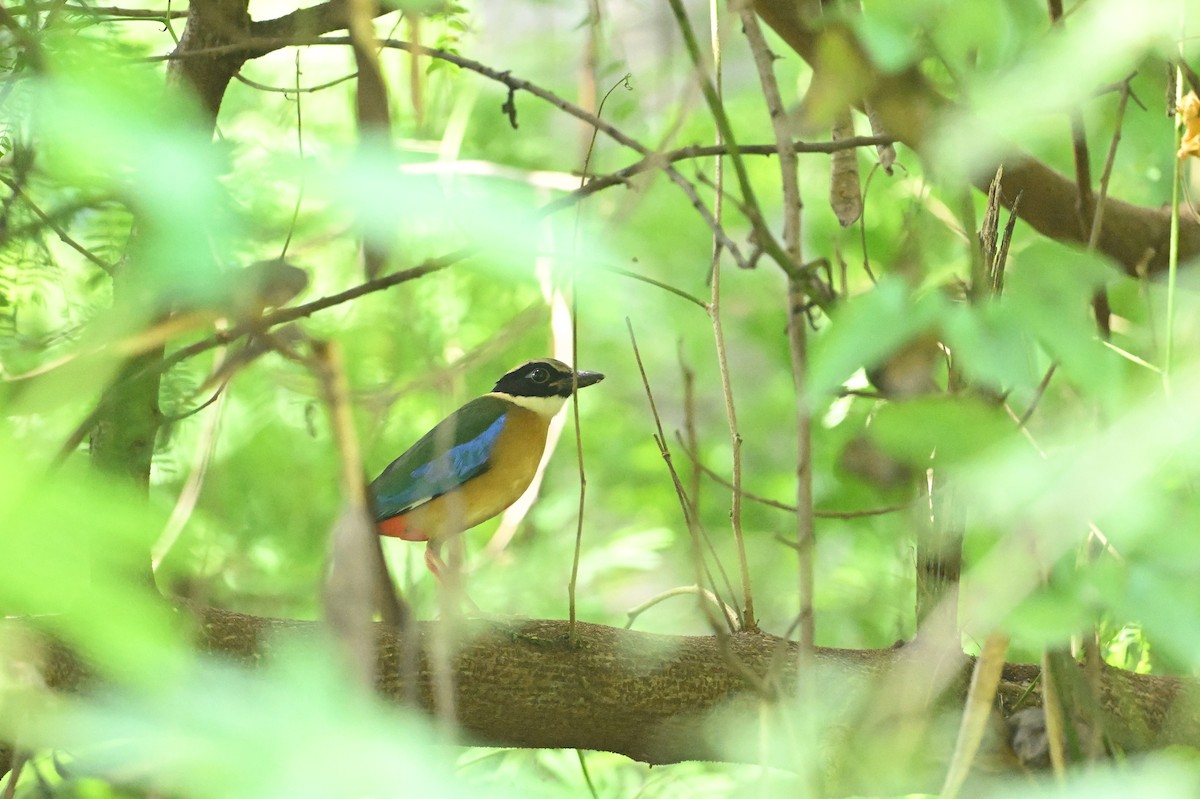 Blue-winged Pitta - ML615286920