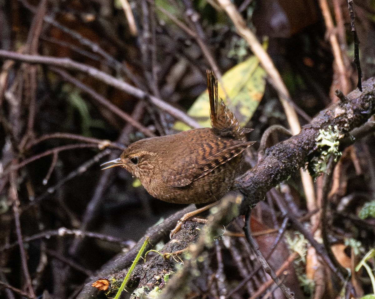 Pacific Wren - ML615286929