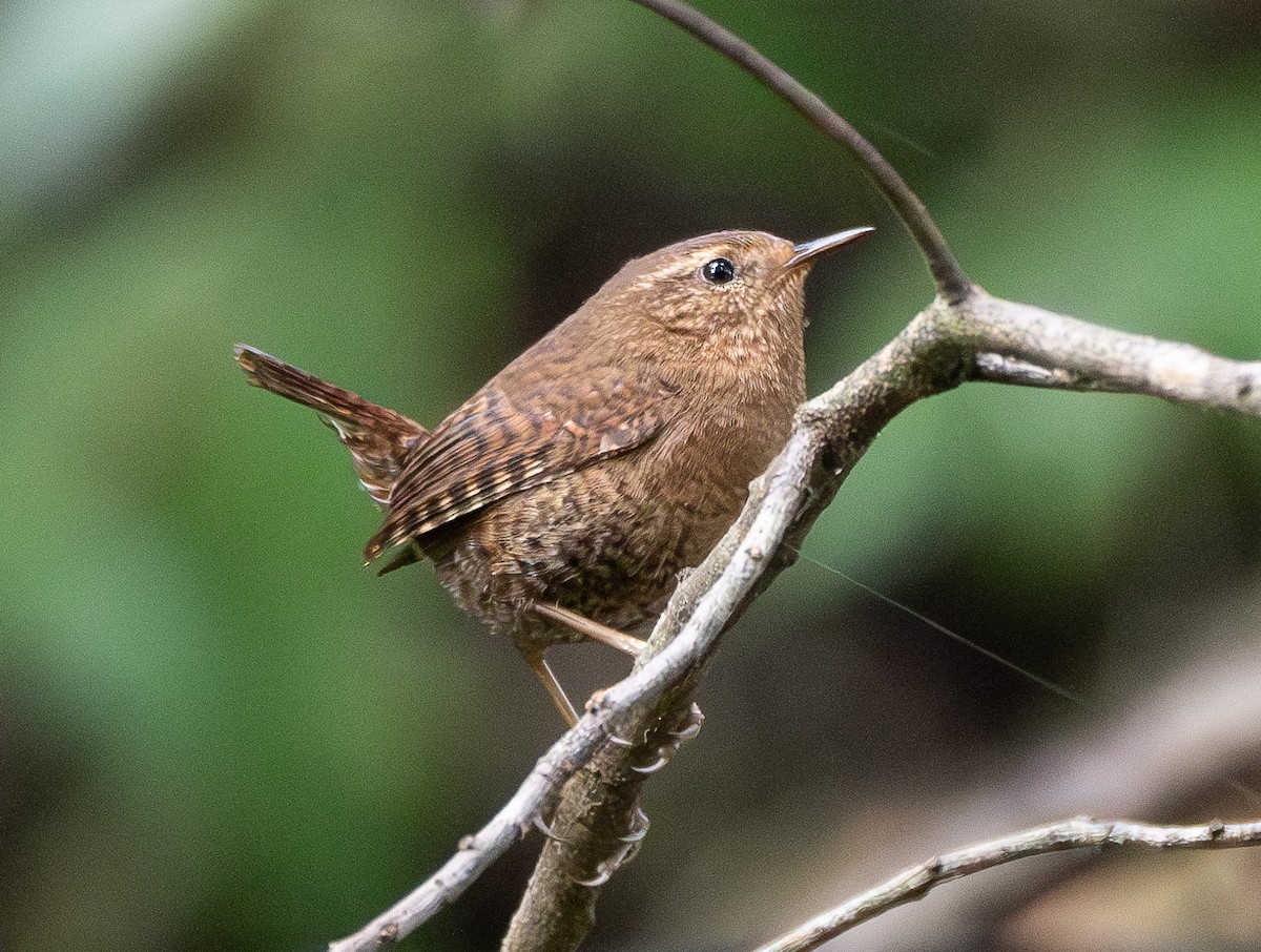 Pacific Wren - Elizabeth Crouthamel