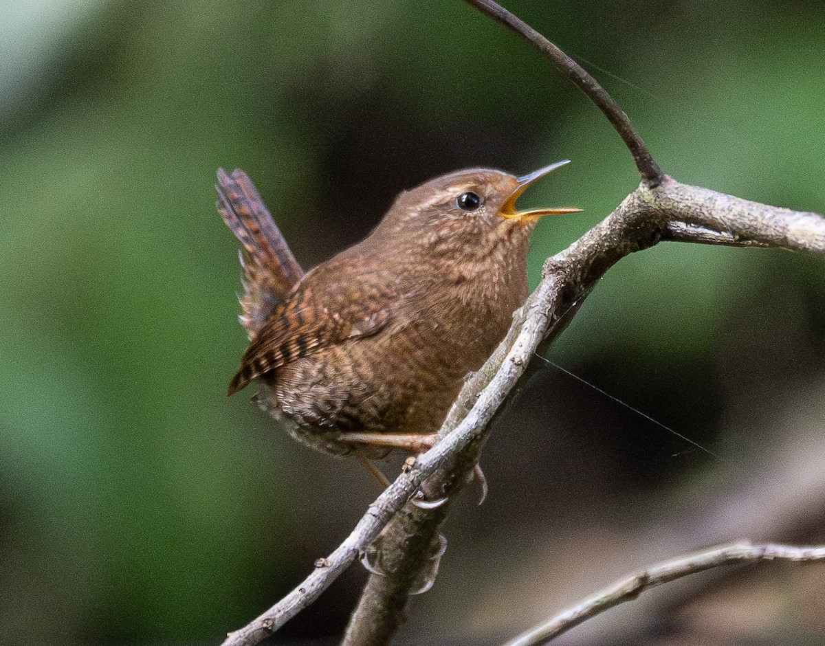 Pacific Wren - Elizabeth Crouthamel