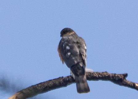 Sharp-shinned Hawk - ML615286937