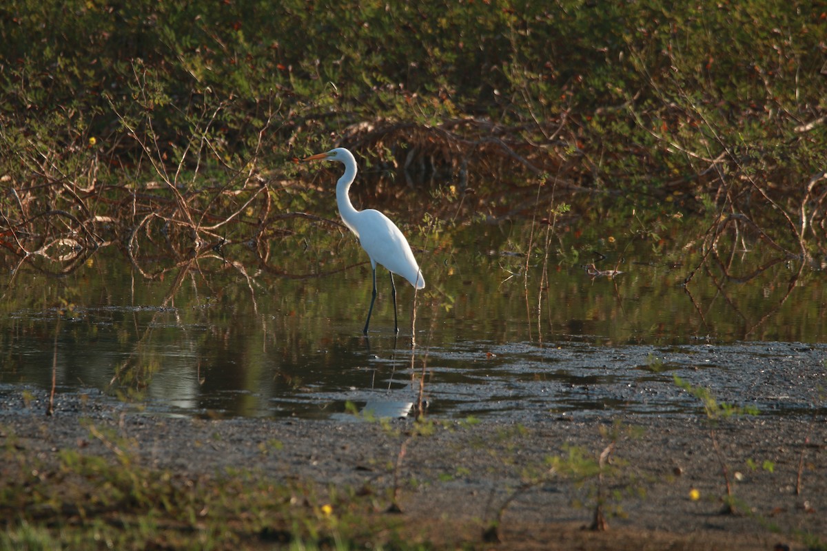 Medium Egret - Buchanan Birdwatcher