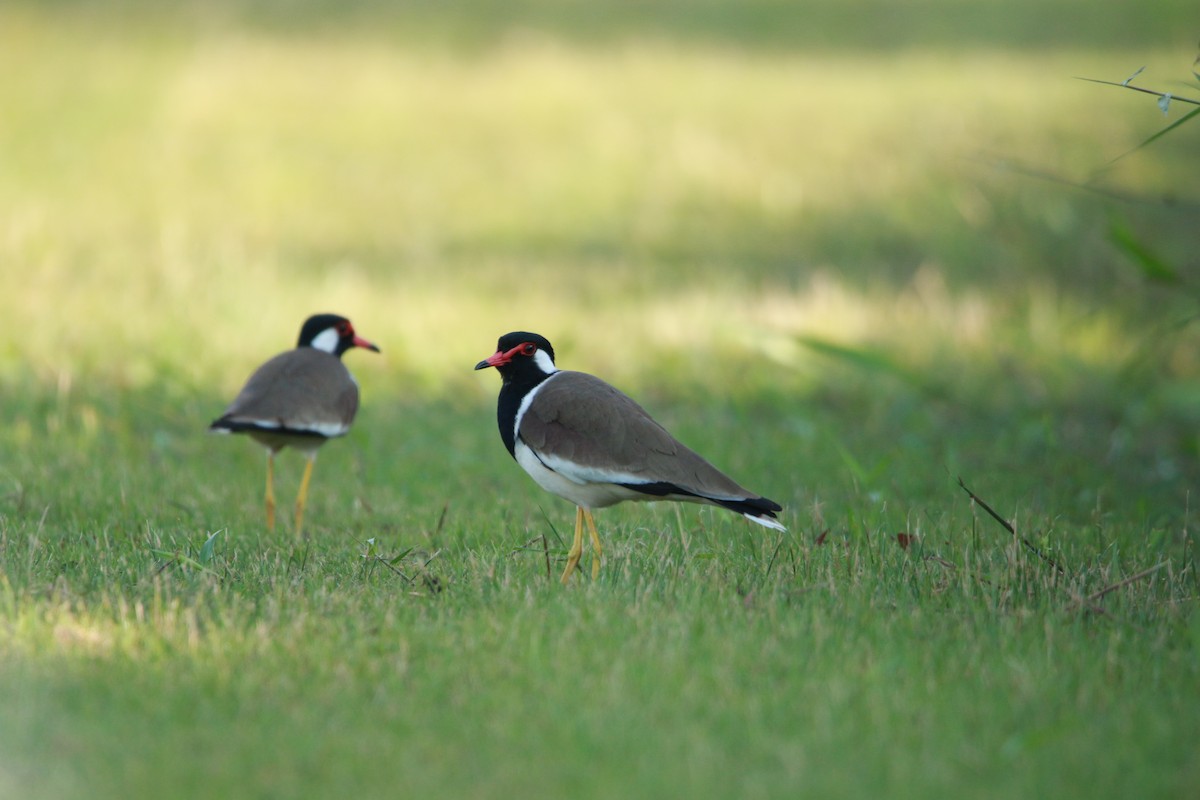 Red-wattled Lapwing - ML615286989