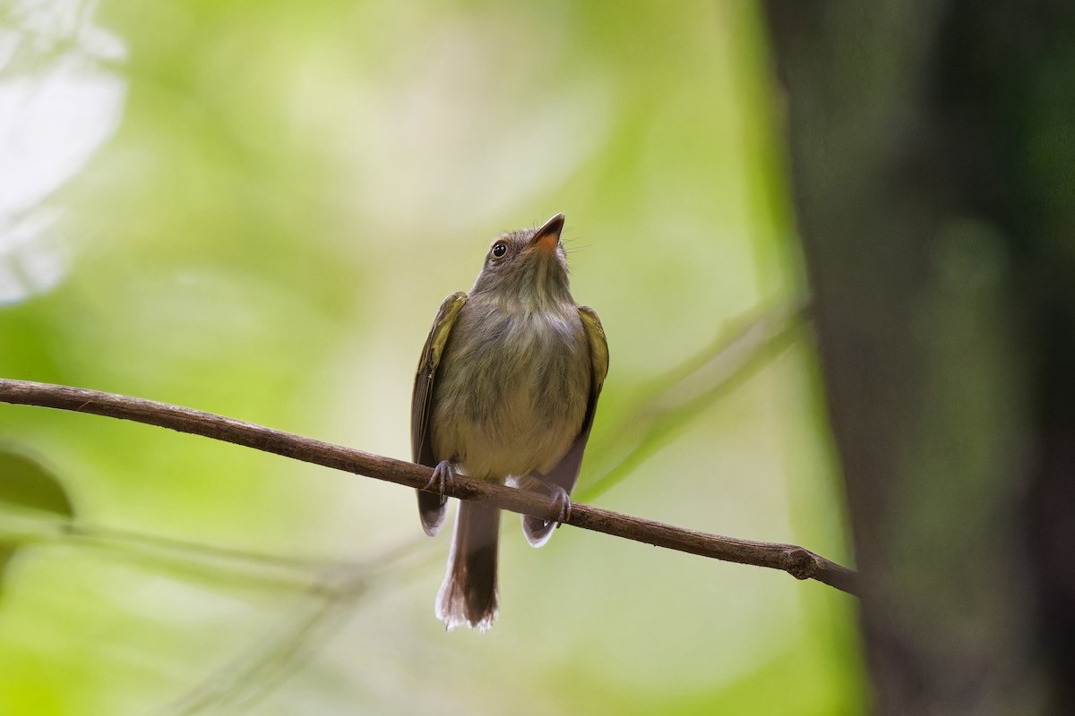 Snethlage's Tody-Tyrant - Holger Teichmann