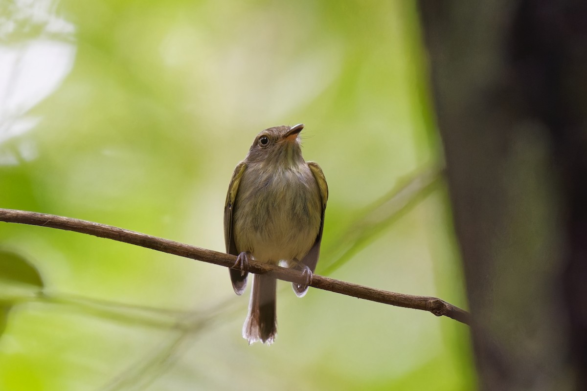 Snethlage's Tody-Tyrant - Holger Teichmann