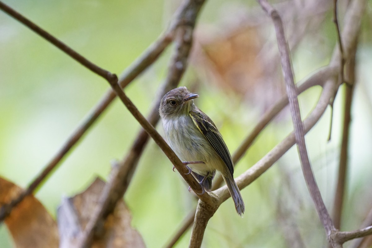 Snethlage's Tody-Tyrant - Holger Teichmann