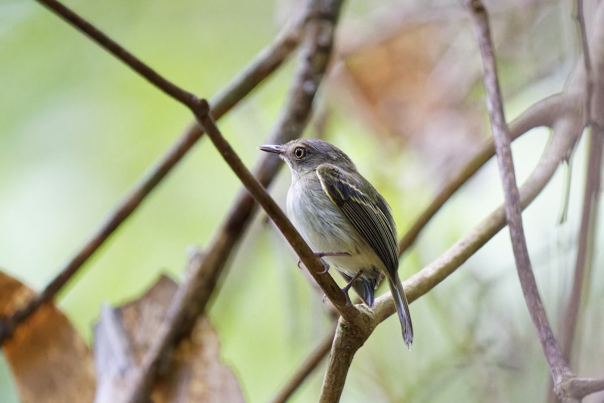 Snethlage's Tody-Tyrant - ML615287026