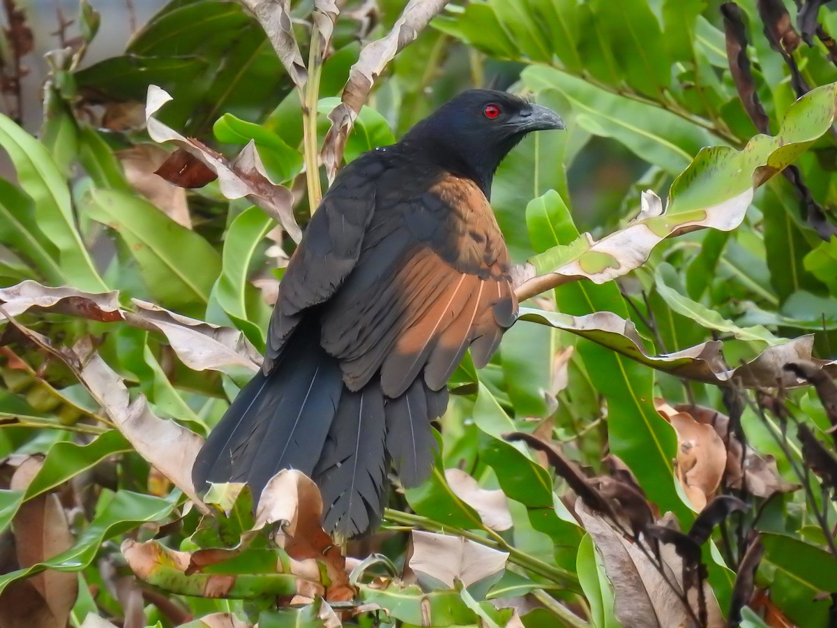 Coucal noirou - ML615287041