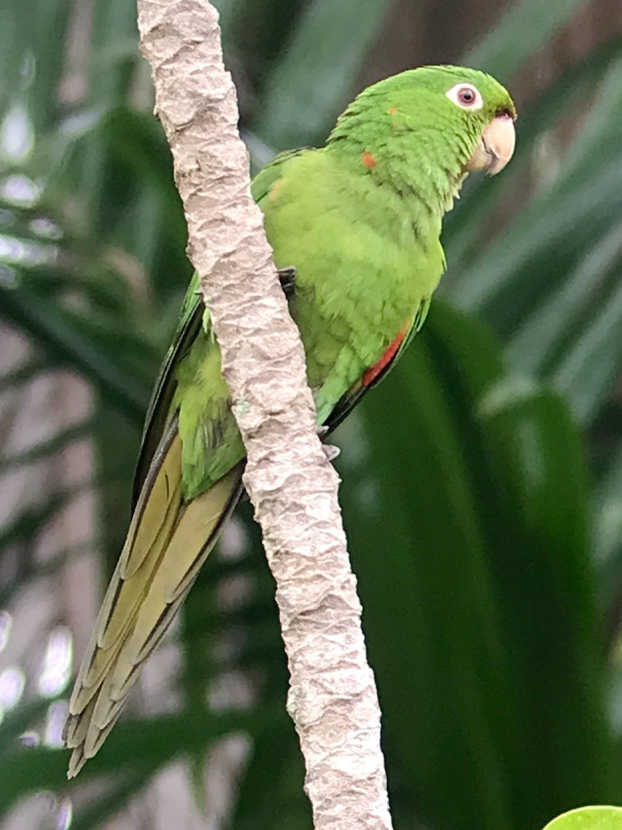 White-eyed Parakeet - Angel & Mariel Abreu