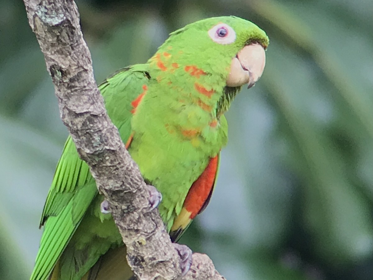 White-eyed Parakeet - Angel & Mariel Abreu