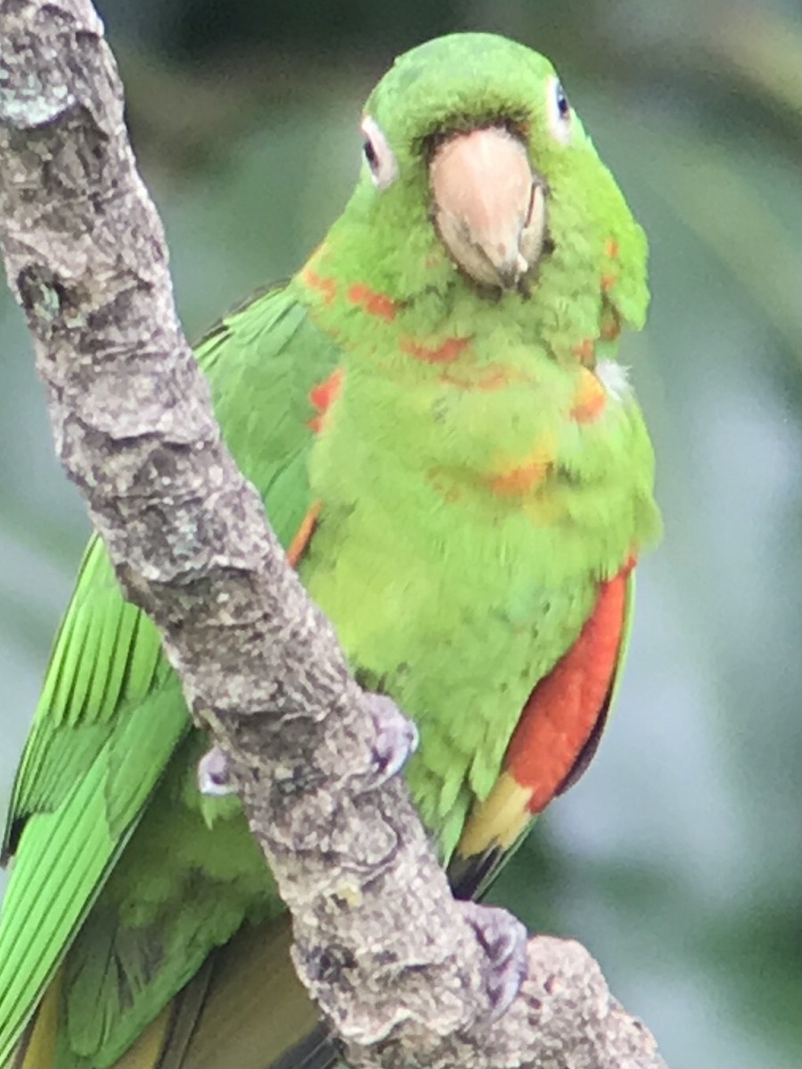 White-eyed Parakeet - ML615287051