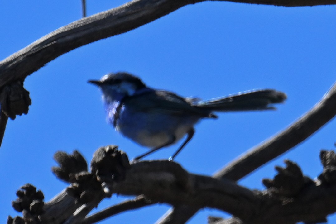 Splendid Fairywren - ML615287077