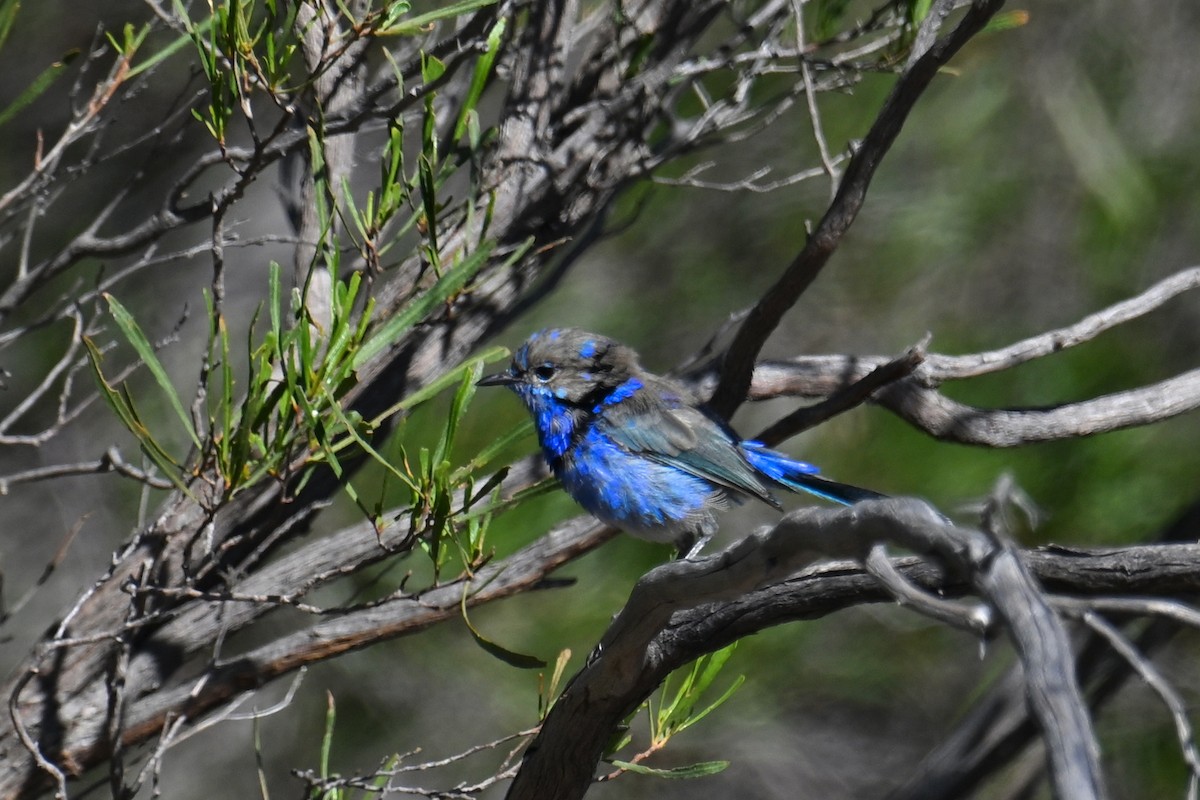 Splendid Fairywren - ML615287079