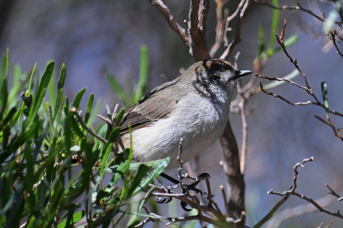 Chestnut-rumped Thornbill - ML615287081