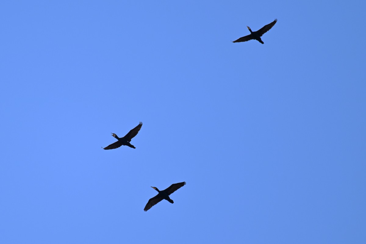 Great Cormorant (Australasian) - ML615287086