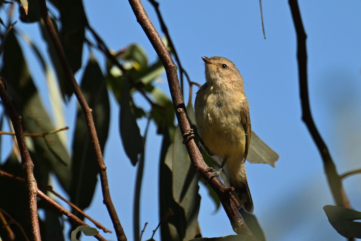 Weebill - ML615287090