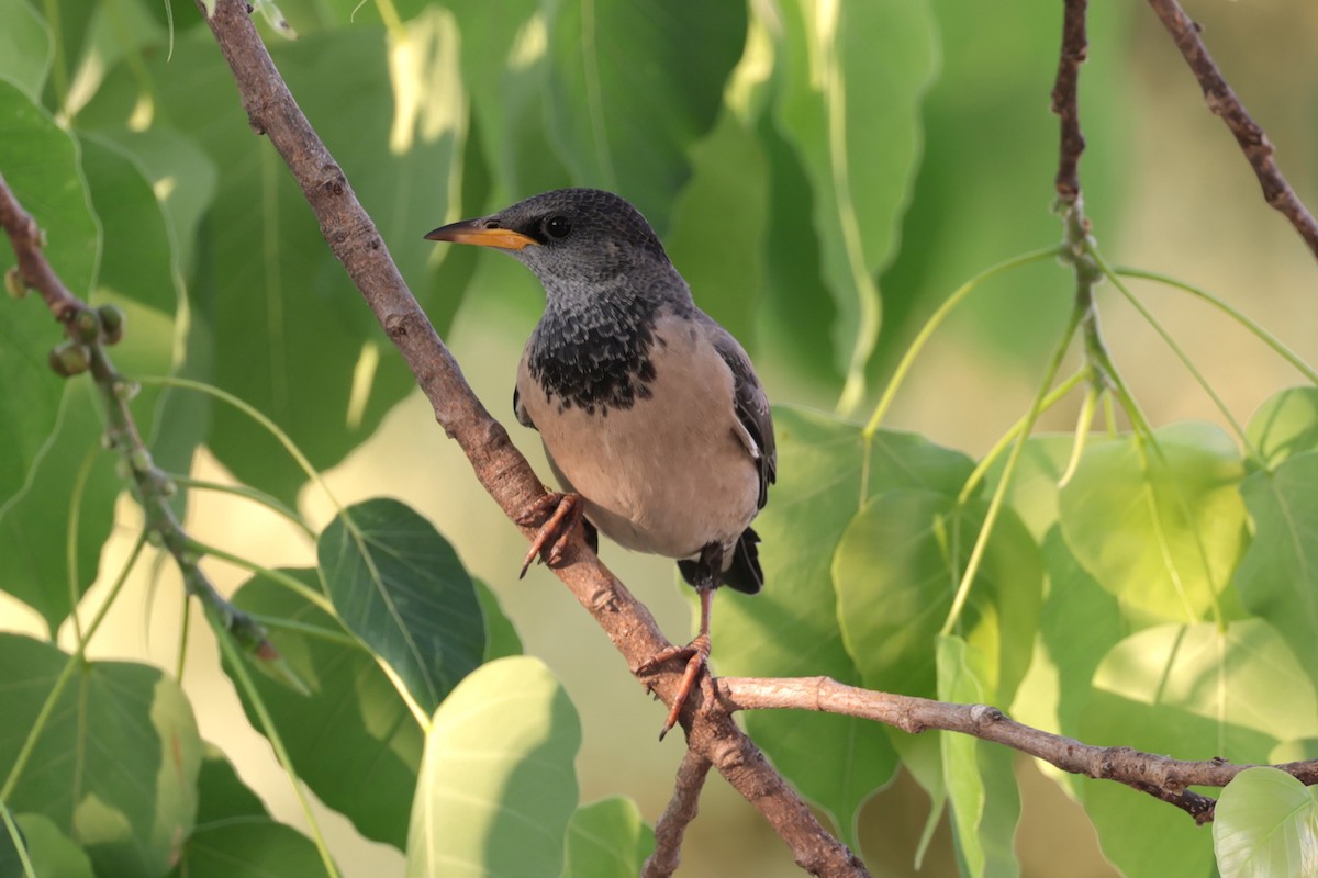 Rosy Starling - Peter Christiaen