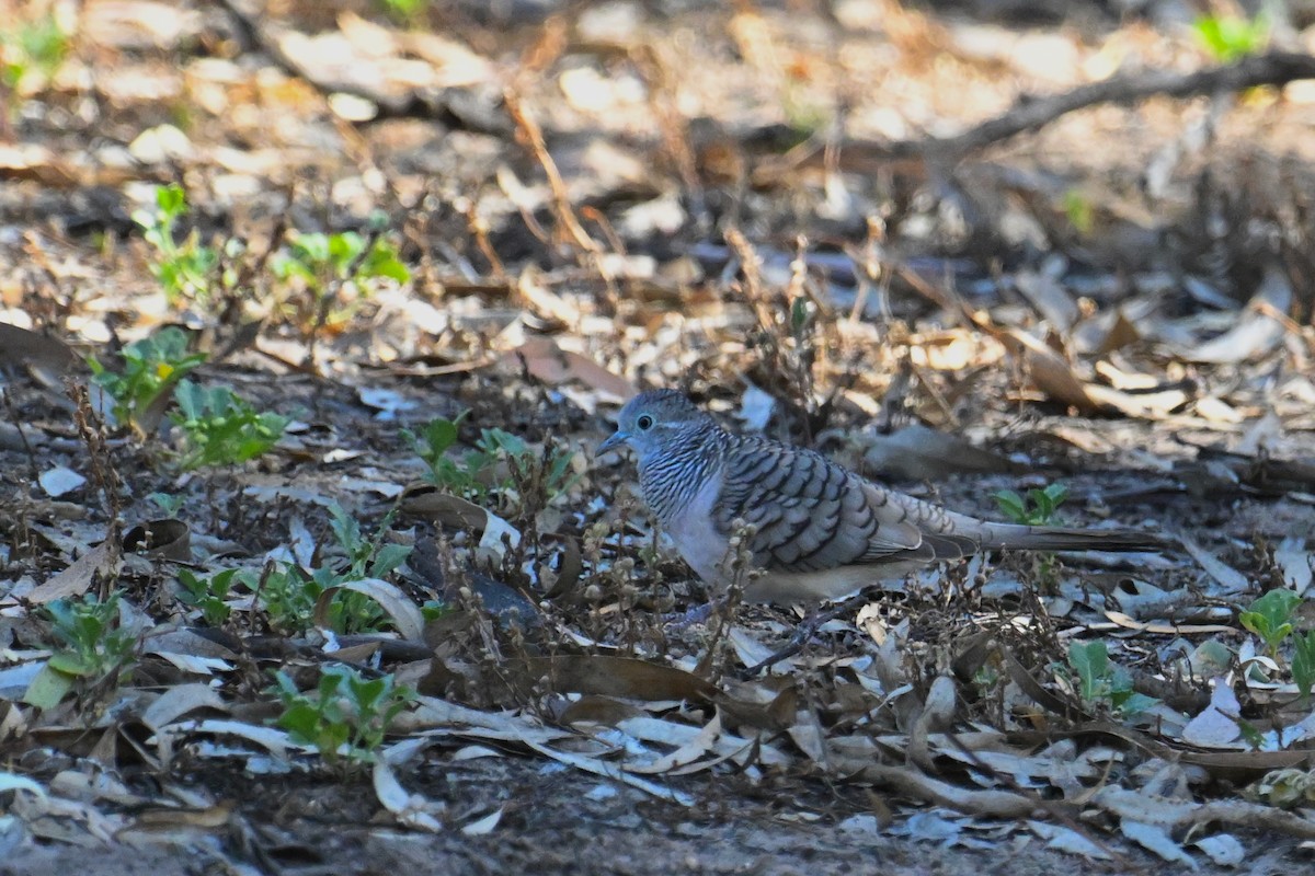 Peaceful Dove - ML615287103