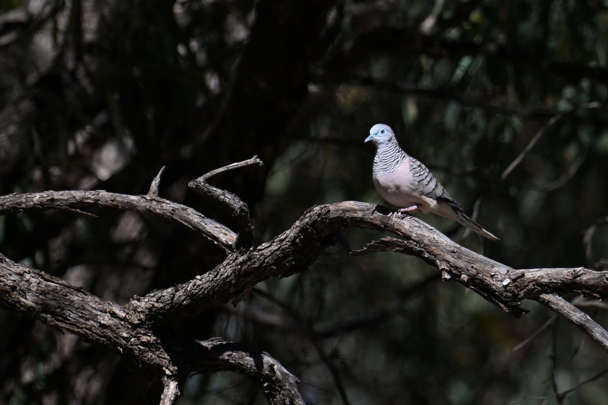 Peaceful Dove - ML615287111