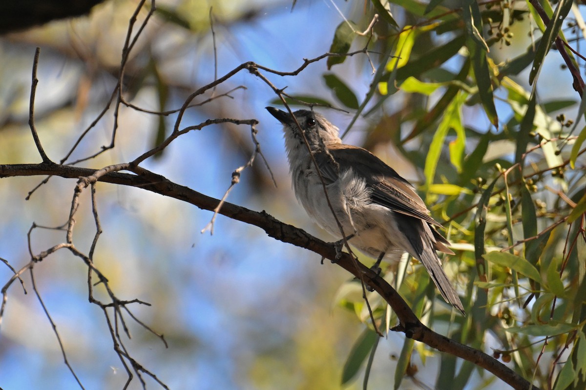 Gray Shrikethrush - ML615287113