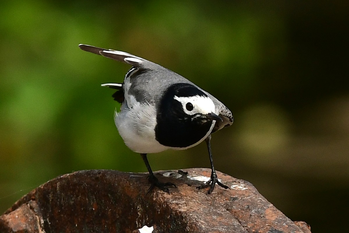 White Wagtail (Masked) - ML615287130