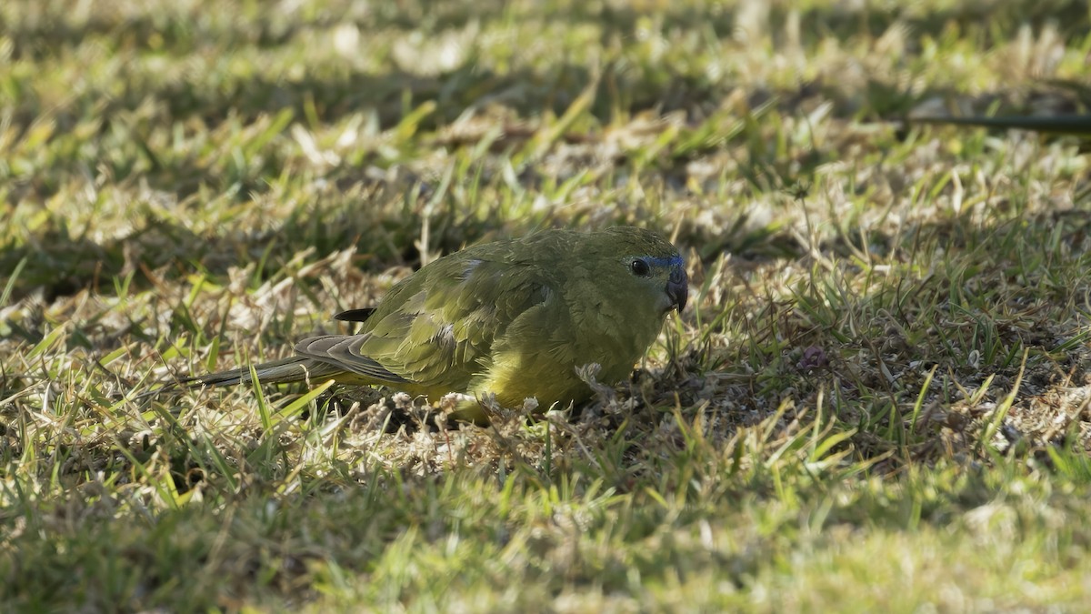 Rock Parrot - ML615287134