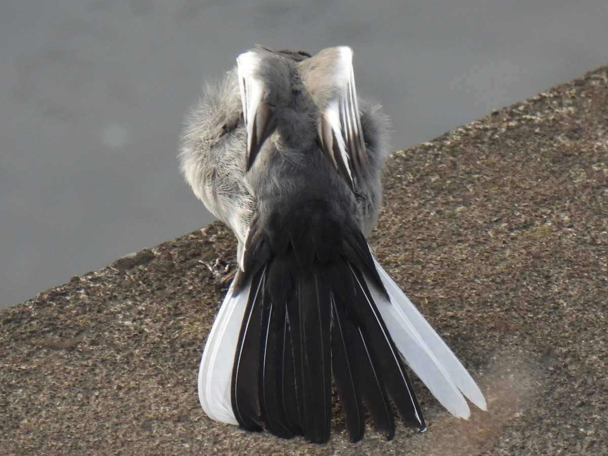 White Wagtail - ML615287138