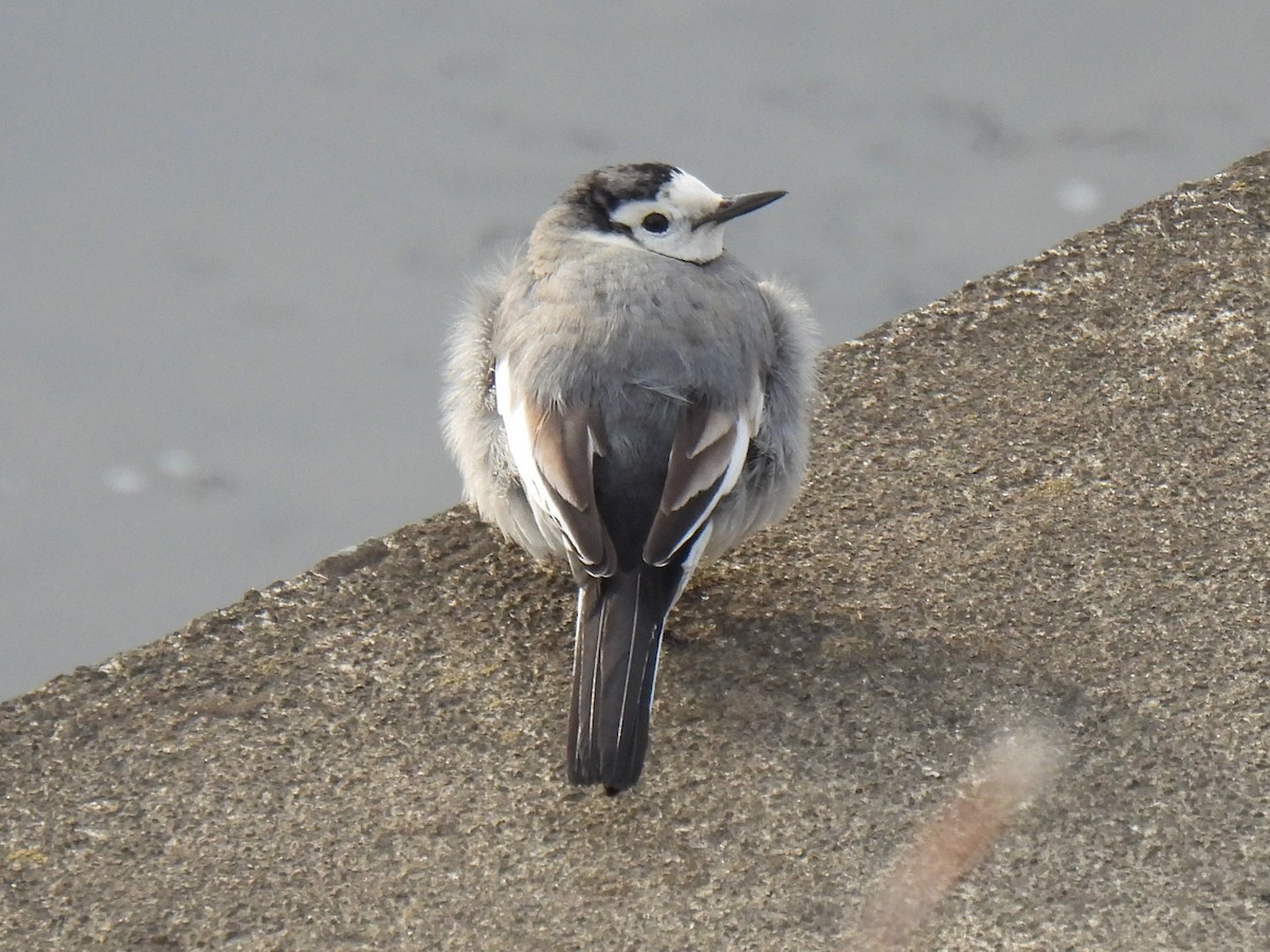 White Wagtail - ML615287139