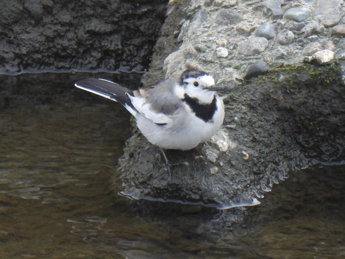 White Wagtail - ML615287140