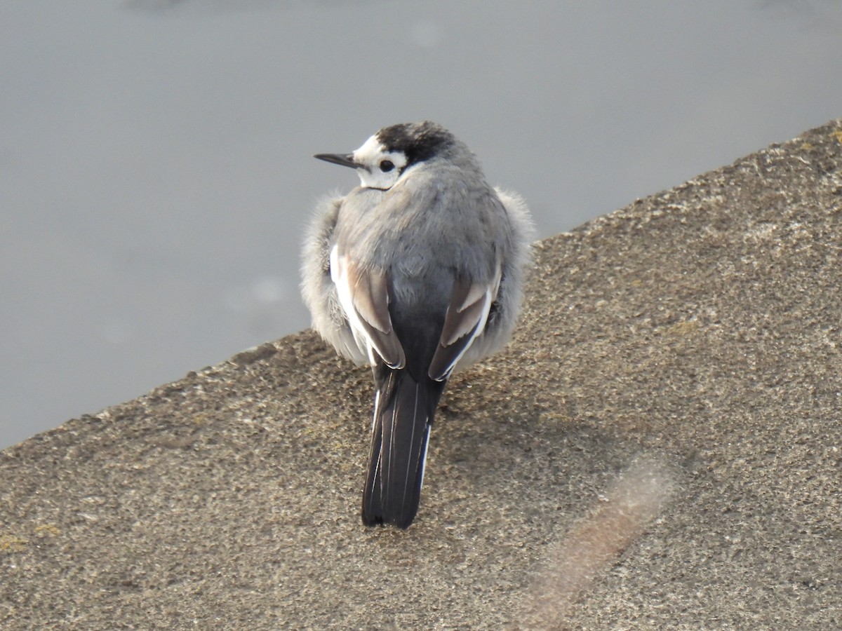 White Wagtail - ML615287141