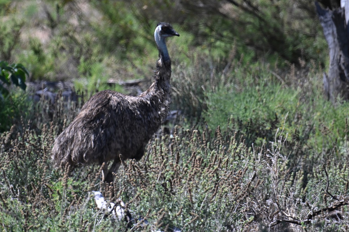 emu hnědý - ML615287151