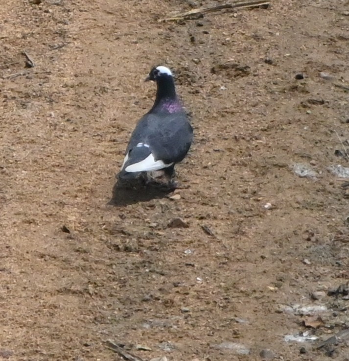 Rock Pigeon (Feral Pigeon) - Nanda Ramesh