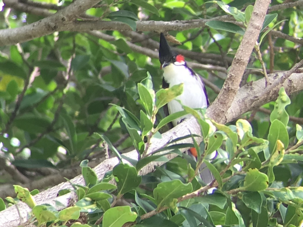 Red-whiskered Bulbul - ML615287235