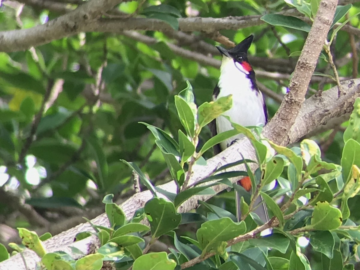 Red-whiskered Bulbul - ML615287236