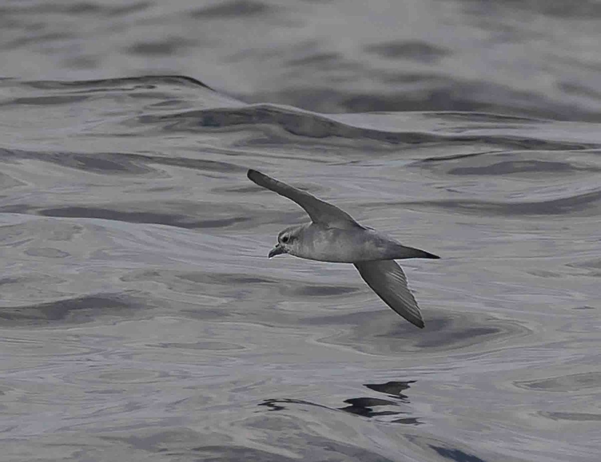 Fulmar Prion - ML615287264