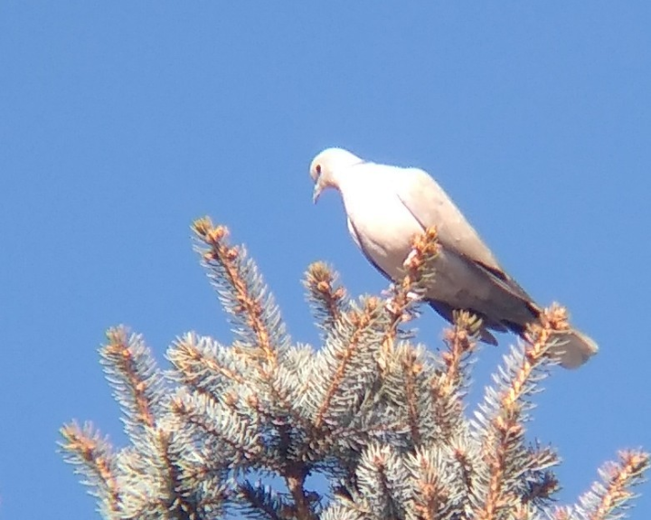 Eurasian Collared-Dove - ML615287280