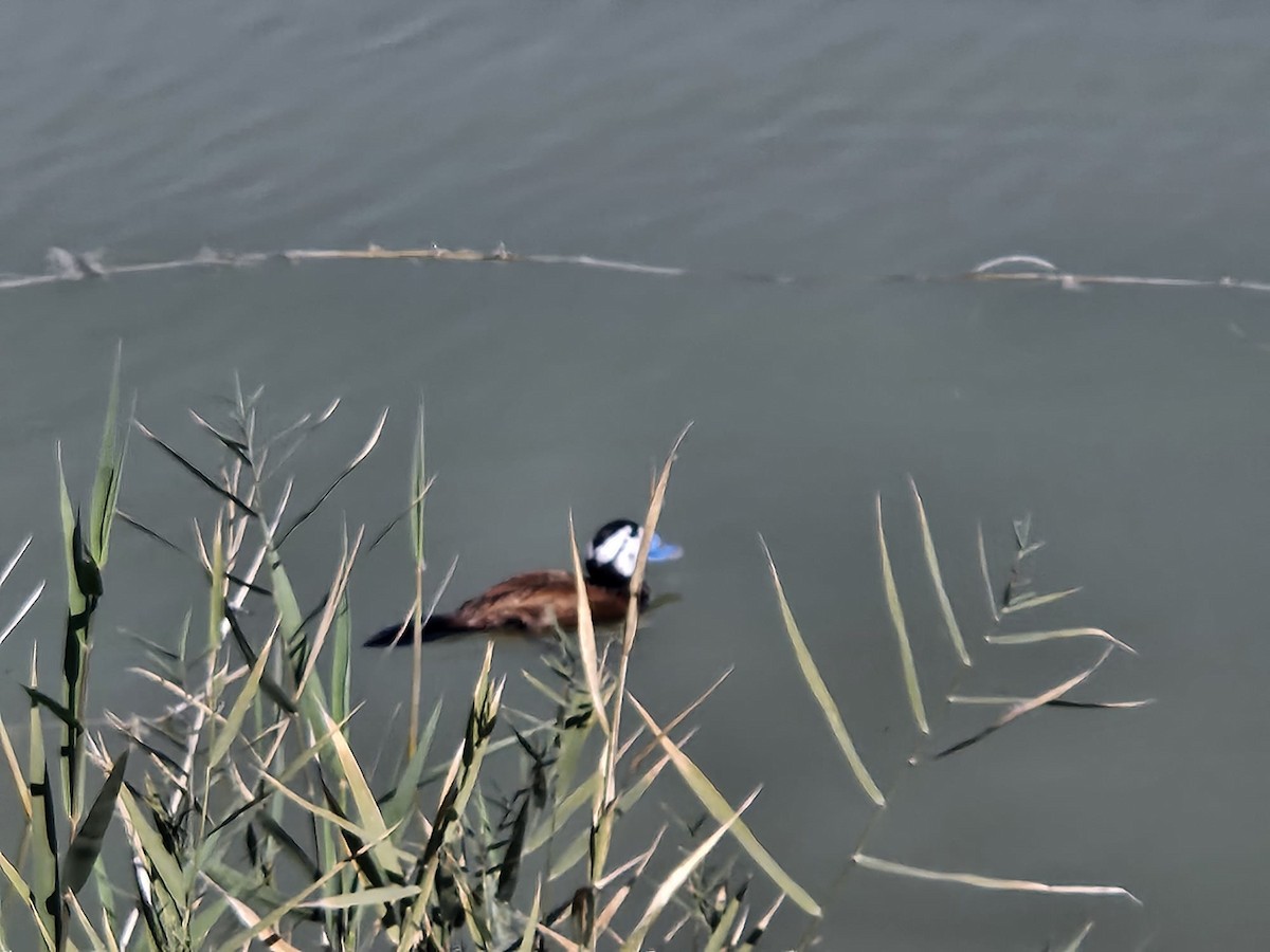 Ямаан сүүлт нугас - ML615287281